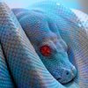 Vartotojo avataras